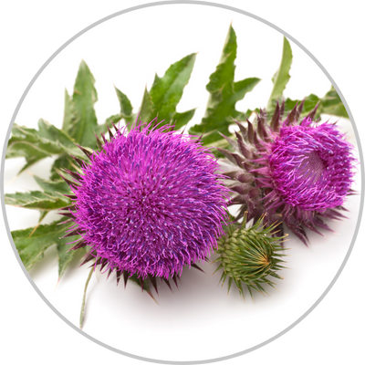 Blessed Thistle