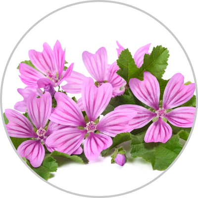 Malva Leaf